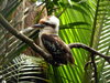 Laughing Kookaburra