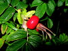 Rosehip