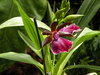 Orchids