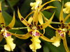 Orchids