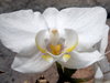 Orchids