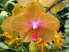 Orchids