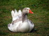 Goose