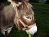 Donkey