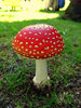 Fly Agaric