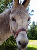 Donkey