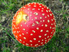 Fly Agaric