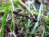 Fighting ants