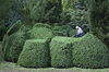 Hedge clipping