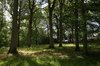 Forest sunlight