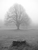Black and White series 2