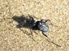 Beetle