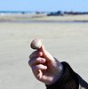 Mussel
