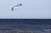 Seagull