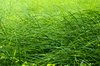 Grass blade texture