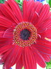Gerbera