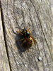 Wasp