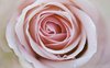 soft pink rose