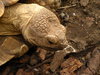 Giant Tortoise