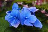 Hydrangea