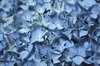 Hydrangea petals