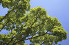 Branches in bright sunlight