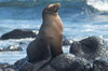 Sealion