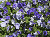 Petunia Flowers