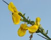 Goldenrod