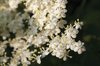 Elderberries