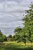 Sheep in an English orchard