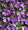 Purple petunias