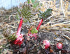 Rhubarb