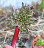 Rhubarb