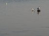 Seagulls in water