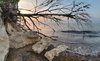Tree in water - HDR
