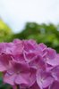 hydrangea