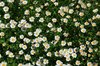 Daisy background