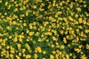 Yellow flowers