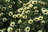 Dark-eyed flowers