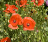 Poppies 2