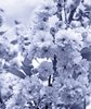 Cherry Blossom Duotone 2