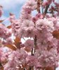 Cherry Blossom