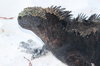 Marine iguana
