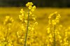 Rape field