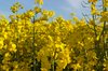 Rape field