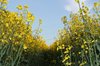 Rape field