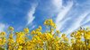 Rape field