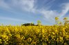 Rape field