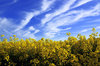 Rape field